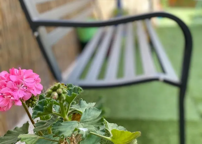 Olive Tree * バーリ